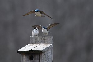 Swallow, Tree, 2018-04089559 Westborough, MA